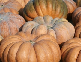 Pompoen 'Muscat de Provence', Cucurbita moschata