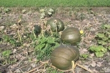 Pompoen 'Giant mixture', Cucurbita maxima