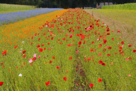 Papaver rhoeas gemengd, Klaproos Biologisch