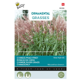 Prachtriet 'New Hybrids', Miscanthus sinensis,