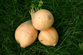 Koolraap 'Friese Gele', Brassica rapa var. napus Biologisch