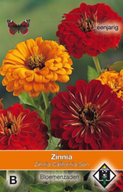 Zinnia elegans 'California Sun', Zinna