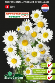 Leucanthemum vulgare 'White Breeze', margriet