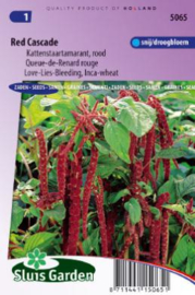 Amaranthus caudatus 'Red Cascade', Kattenstaart