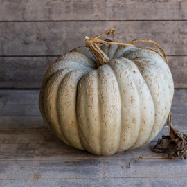 Pompoen 'Crioula Pataka', Cucurbita maxima