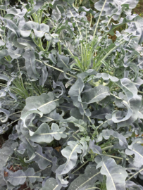 Broccoli bladbroccoli 'Spigariello', Brassica oleracea botrytis var Cymosa