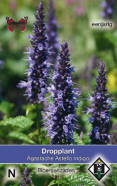 Agastache X 'Astello Indigo', Dropplant