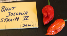 Peper 'Bhut Jolokia Improved Strain 2', Capsicum chinense