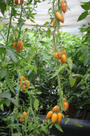 Cherrytomaat 'Sweet Cream', Solanum lycopersicum