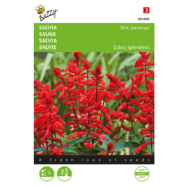 Salvia splendens 'Sint Jansvuur', Salvia