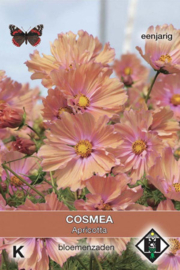 Cosmos bipinnatus 'Apricotta', Cosmea (tijdelijk niet leverbaar)
