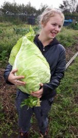 Spitskool witte kool 'Filderkraut', Brassica oloeracea var. alba Biologisch