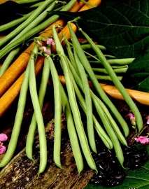 Stokslaboon sperzieboon 'Cobra', Phaseolus vulgaris Biologisch