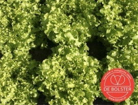 Eikenbladsla pluksla 'Salad Bowl Lactuca', sativa Biologisch