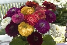 Zinnia elegans 'Benary's Giant Mixture', Zinnia