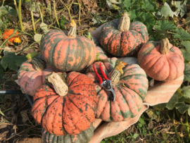 pompoen 'Rascal F1', Cucurbita maxima