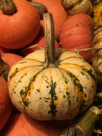 Pompoen delicata 'Lil'Pump-ke-mon', Cucurbita pepo