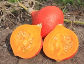 Pompoen 'Fictor', Cucurbita maxima Biologisch