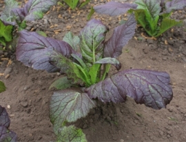 Bladkool amsoi Asia salat 'Giant Red', Brassica juncea ssp. integrifolia Biologisch