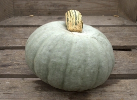 Pompoen 'Crown Prince F1', Cucurbita maxima