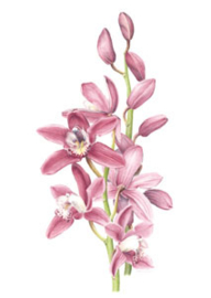 Dubbele kaart Cymbidium 'Nina'