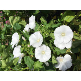 Lavatera trimestris 'Mont Blanc', Lavatera Grootbloemige Bekermalva