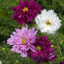 Cosmos bipinnatus 'Double Click Mix', Cosmea dubbelbloemig