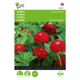 Zinnia elegans 'Scarlet Flame', Zinnia (voorlopig niet leverbaar)