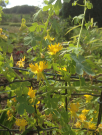 Tropaeolum peregrinum, Oost Indische Kers Kanariekers