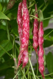 Stokdroogboon 'Stokkievitsboon', Phaseolus  vulgaris Biologisch