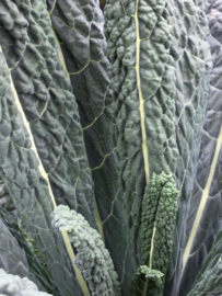 Palmkool 'Nero di Toscana', Brassica oleracea L. convar. acephala