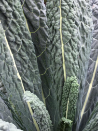 Palmkool 'Nero di Toscana', Brassica oleracea L. convar. acephala Biologisch
