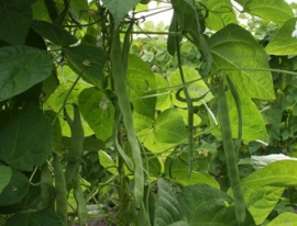 Stoksnijboon 'Vitalis', Phaseolus vulgaris Biologisch