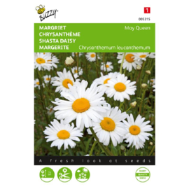 Chrysanthemum leucanthemum 'May Queen', Margriet