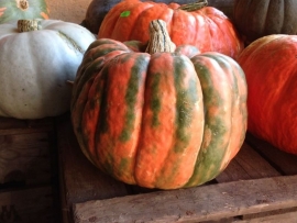 Pompoen 'Turkischer Bergkurbis', Cucurbita maxima