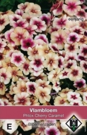 Phlox drummondii 'Cherry Caramel', Vlambloem (voorlopig niet leverbaar)