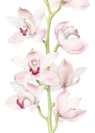 Kadoset 3 dubbele kaarten Orchideeën
