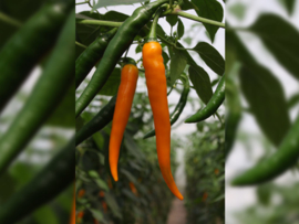 Peper 'Koh Tao', Capsicum annuum Biologisch