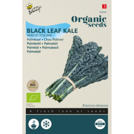 Palmkool 'Nero di Toscana', Brassica oleracea L. convar. acephala Biologisch