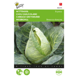 Wittekool 'Express', Brassica oleracea
