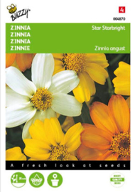 Zinnia angustifolia 'Starbright', Zinnia laag