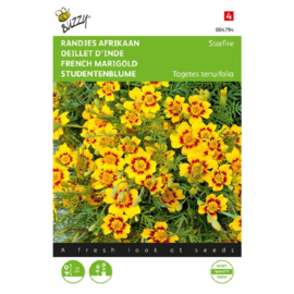 Tagetes tenuifolia pumila 'Starfire Mix', Randjes Afrikaan (voorlopig niet leverbaar)