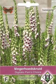 Digitalis purpurea 'Pam's Choice', Vingerhoedskruid