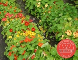 Tropaeolum majus, Oostindische kers niet rankend Biologisch