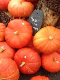 Pompoen 'Rouge Vif D'Etampes' / 'Rode van Etampes', Cucurbita maxima