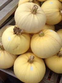 pompoen halloween 'Owl's Eye', Cucurbita pepo Biologisch