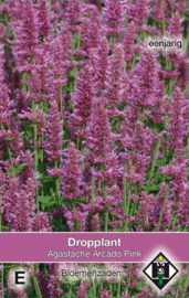 Agastache X 'Arcado Pink', Dropplant