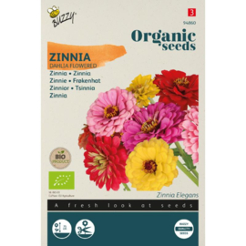 Zinnia elegans 'Dahlia Flowered', Zinnia Biologisch