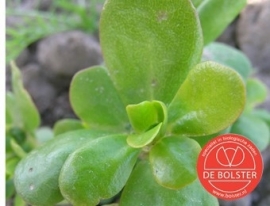 Postelein zomer groen, Portulaca oleracea Biologisch