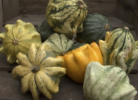 Pompoen kalebas 'Crown of Thorns' ('Ten Commandments'), Cucurbita pepo